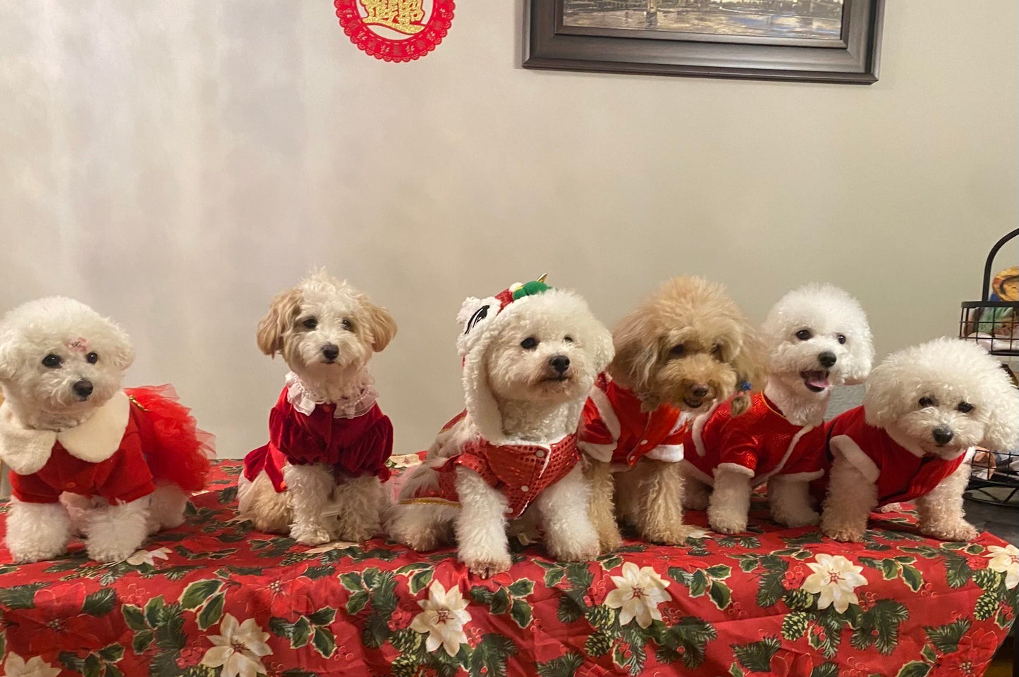 Doggy Daycare Overnight