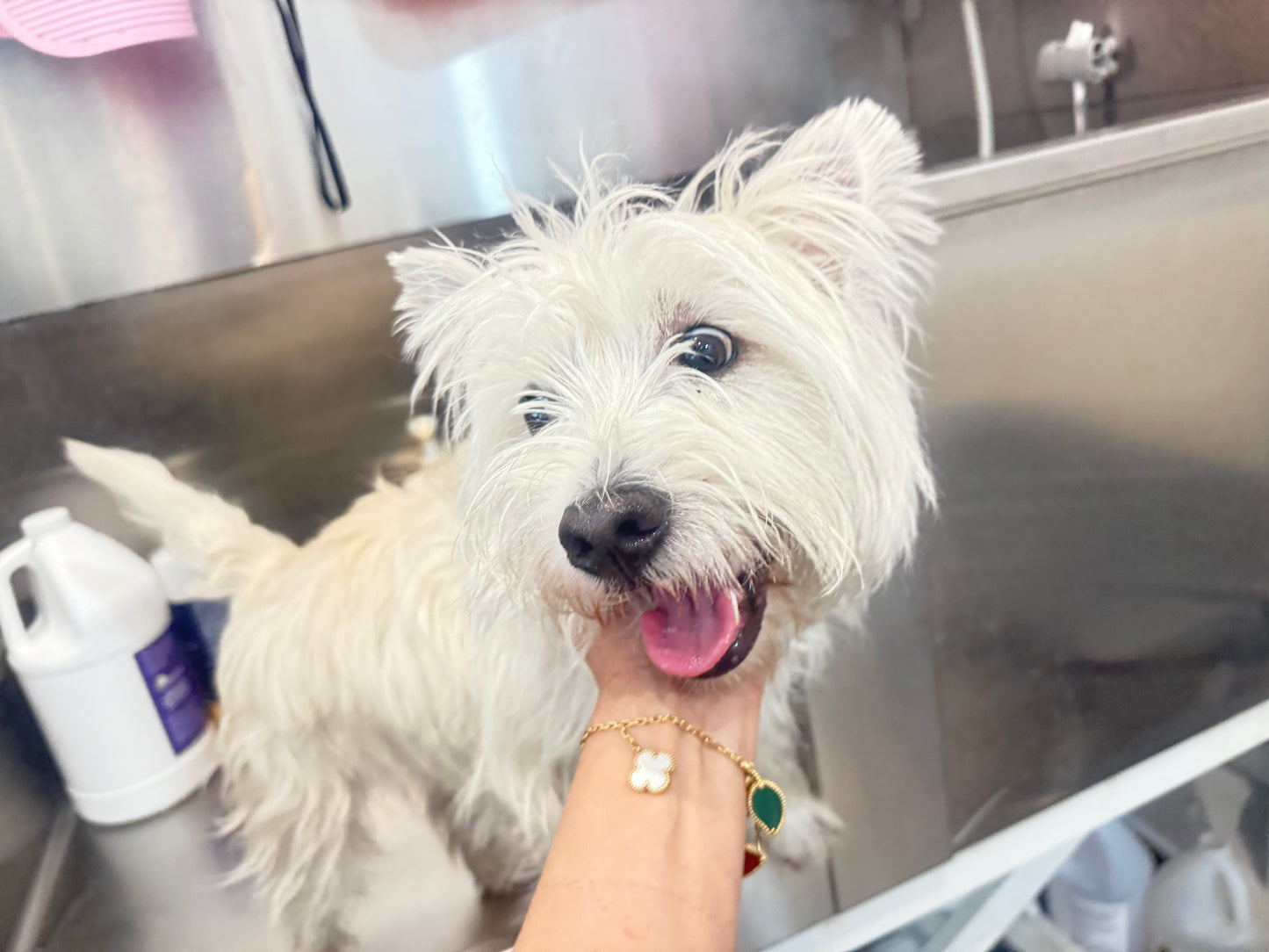 Dog Bath and Hair Plucking