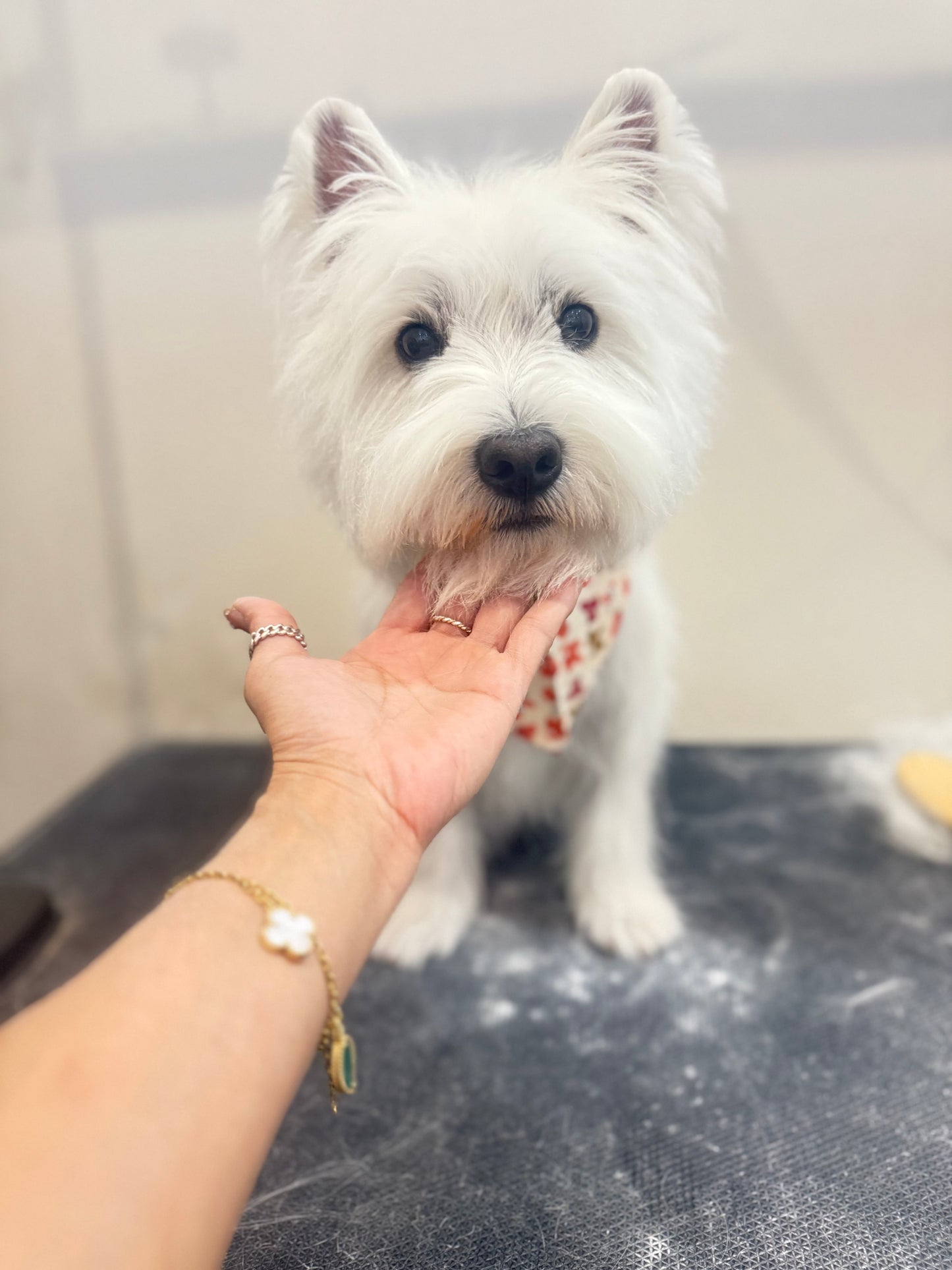 Dog Bath and Hair Plucking