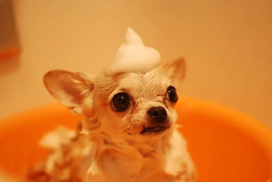 Dog Microbubble Spa