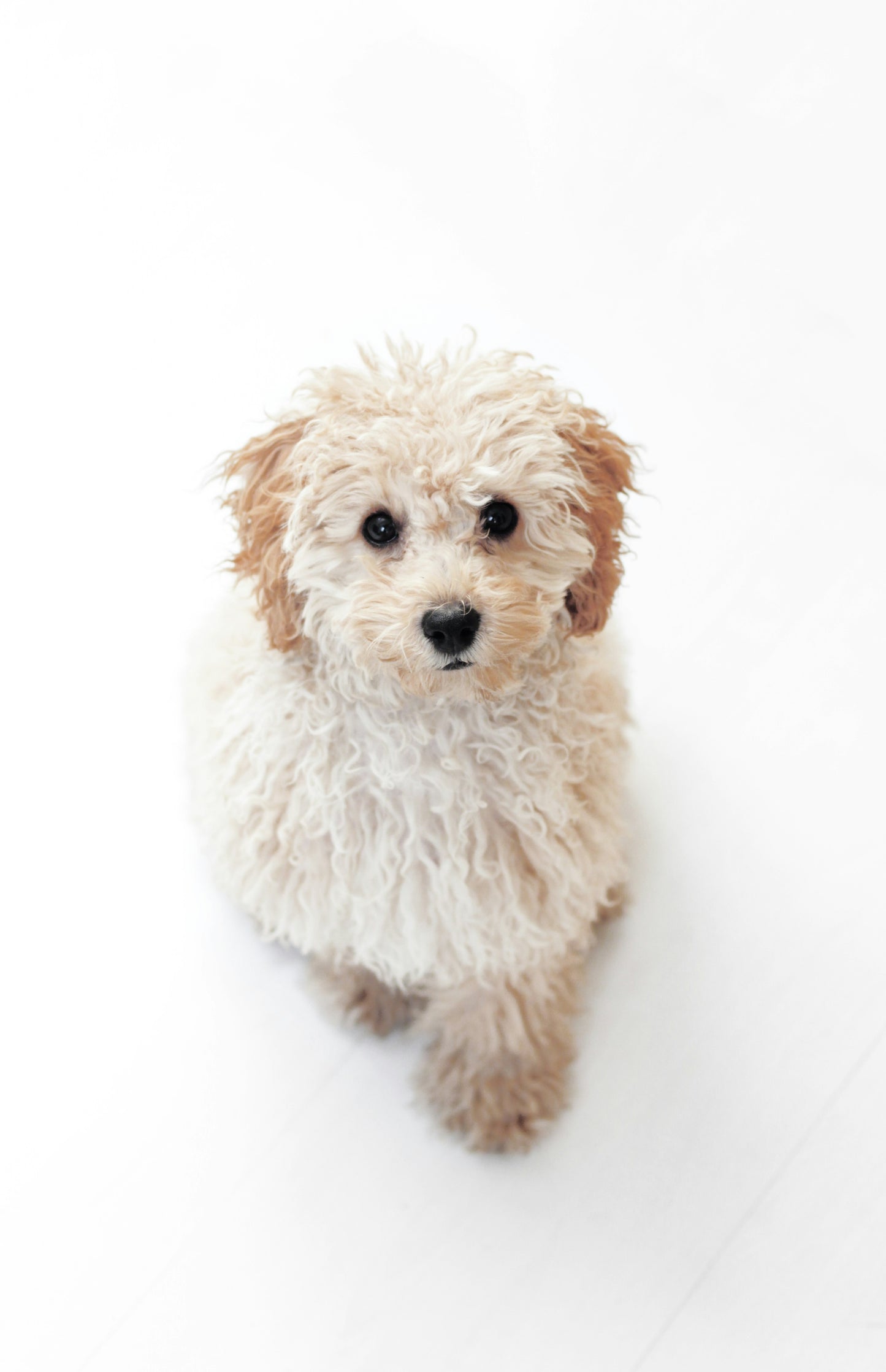 Pet Grooming Training