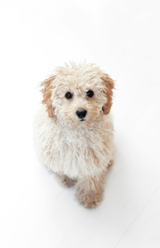 Pet Grooming Training